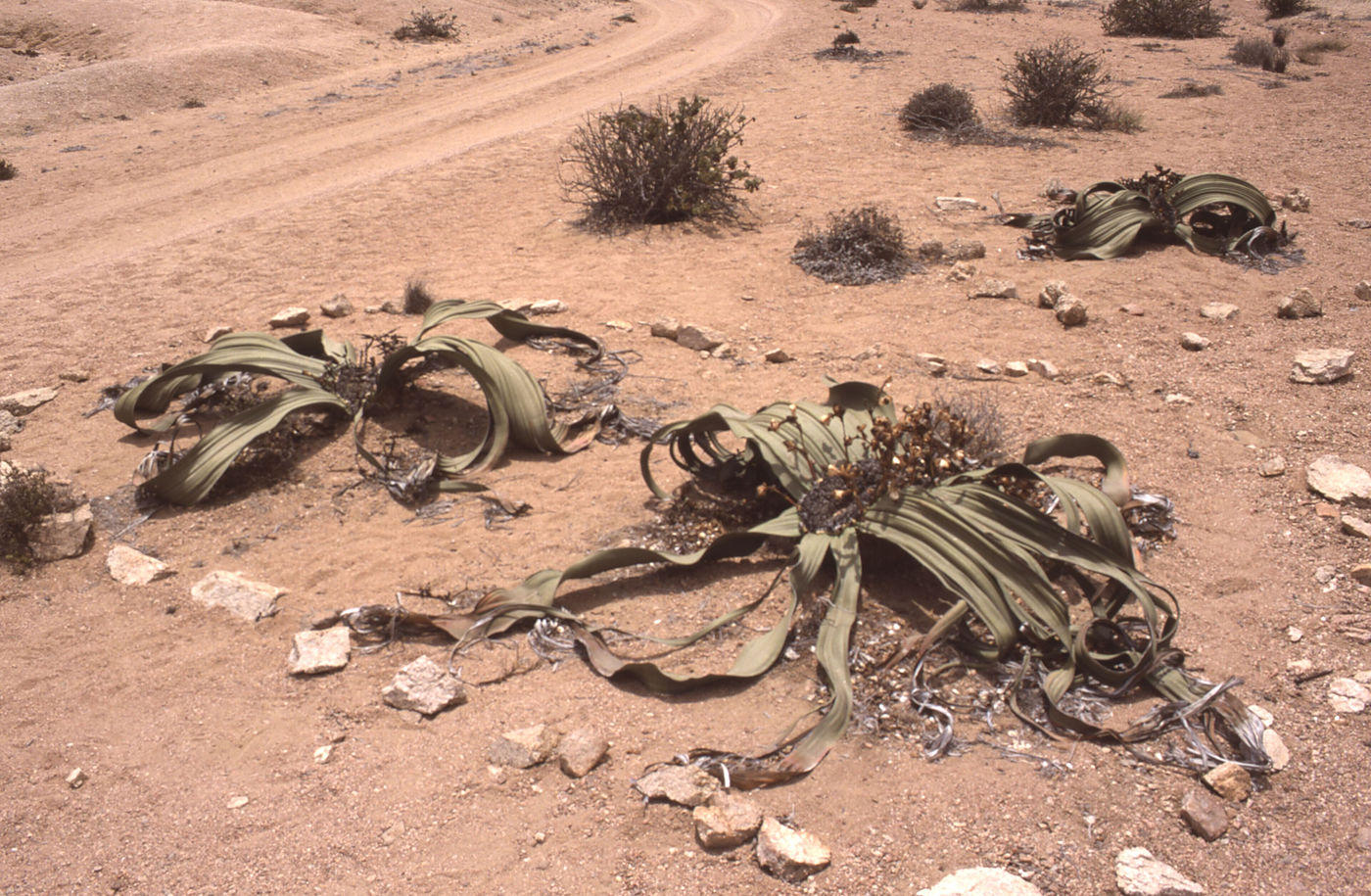 A weathered Welwitschia plant on red desert gravel, its split leaves fanned out flat across the stones — a species that lives for over a thousand years.