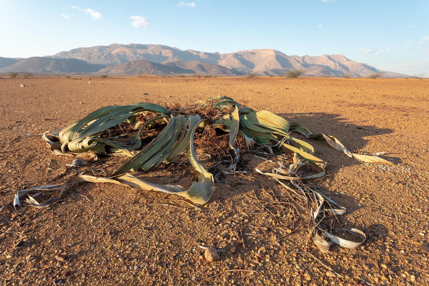 A Welwitschia mirabilis spread low across open gravel plain, its long strap-like leaves curling and split with age, with the Namibian mountains behind it in late golden light.